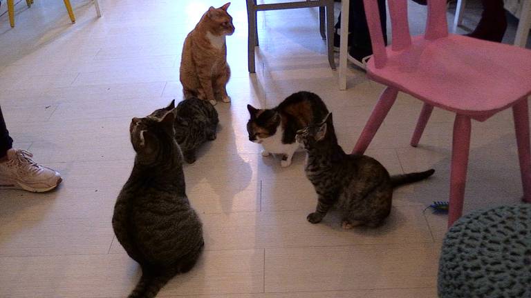 De katten in café Mispoes zijn al geregistreerd.