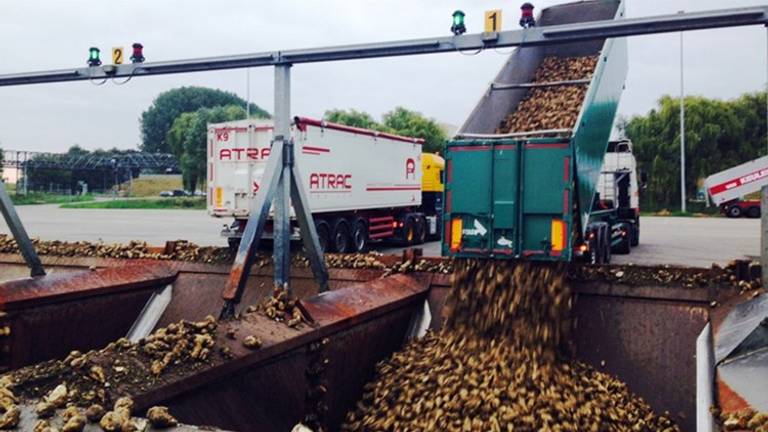 Geoogste bieten worden gestort. (Foto: Raoul Cartens)