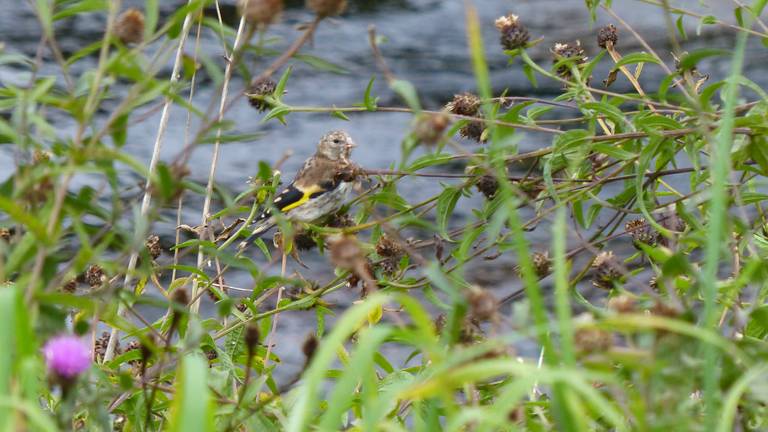 Een putter. (Foto: Patrick Blondeau)