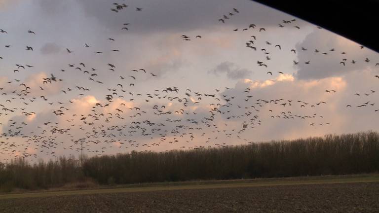 Omroep Brabant
