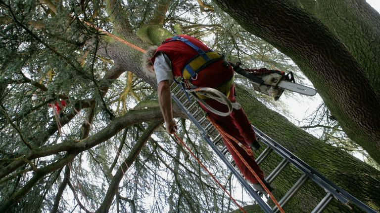 Archieffoto van iemand die bomen snoeit. (Foto: ANP)