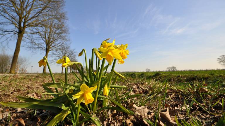 Omroep Brabant