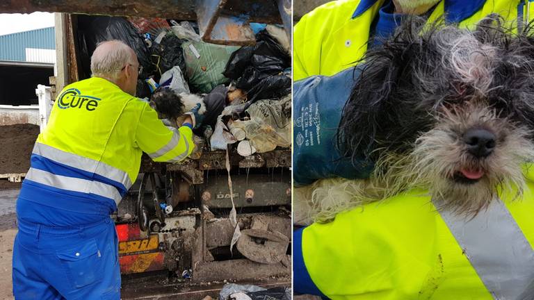 Het hondje zat in de vuilniswagen en werd daar in goede gezondheid uitgehaald.