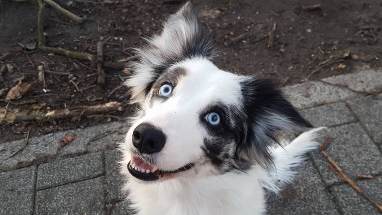 Maddy. (Foto: Cizella Hendriksen)