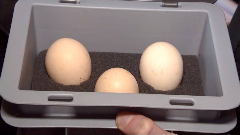 De drie eieren waar Manon mee aan de slag gaat (foto: Jos Verkuijlen).
