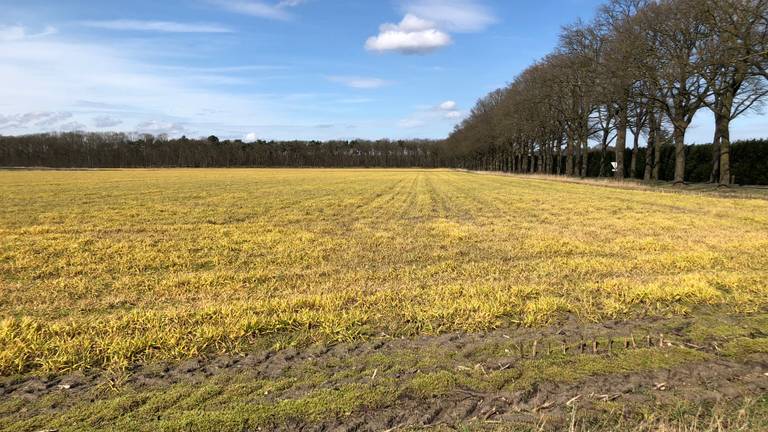 Een met glyfosaat bewerkt veld in het buitengebied van Deurne.