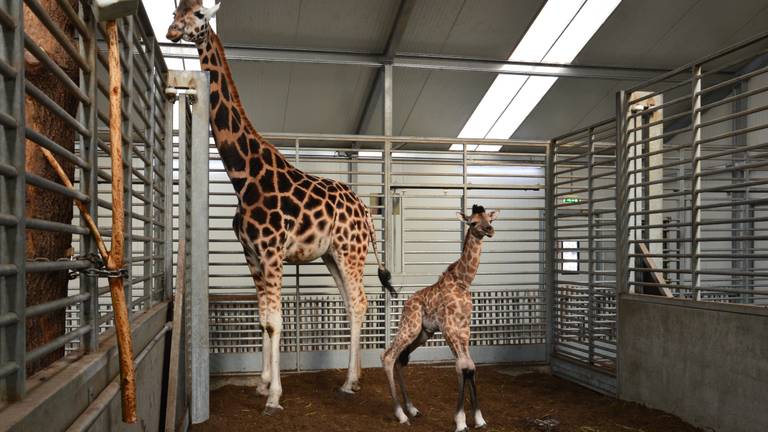 Baby-giraffe Finn en zijn moeder. (Foto: Beekse Bergen)