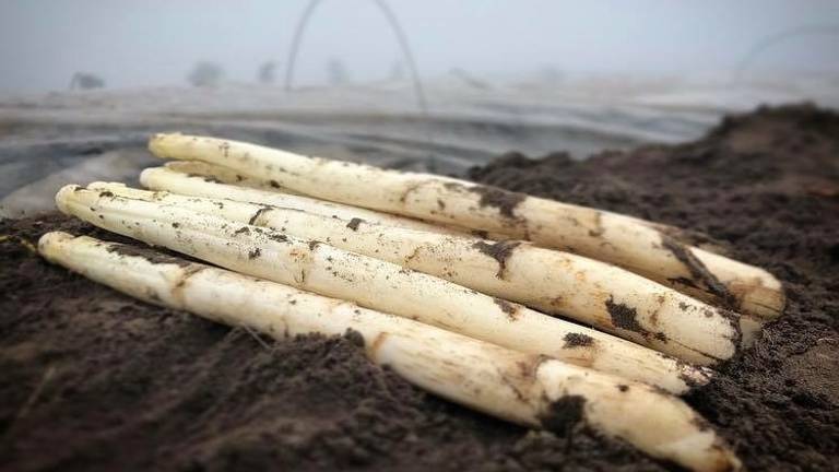 De eerste asperges zijn er weer (foto: Floyd Aanen)