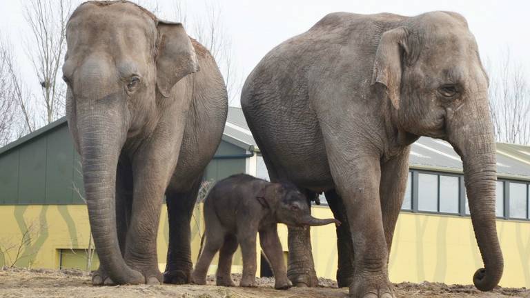 Moeder Htoo Yin Aye, het pasgeboren jong, en grote zus Mai Palai. (Foto: Dierenrijk)