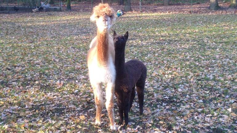 Blacky (rechts) is gestolen.