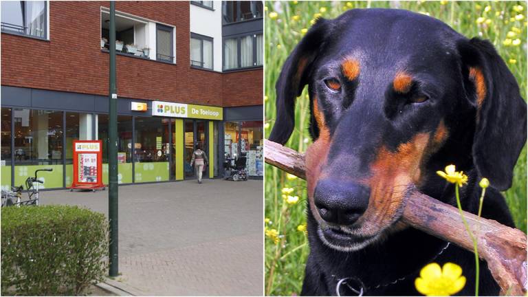 Links: Het Dirigentplein in Eindhoven (Foto: Arno van der Linden). Rechts: Dobermann algemeen beeld.