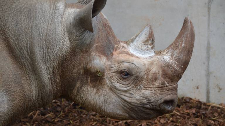 De neushoorn staat nu nog in een binnenverblijf. (Foto: Safaripark Beekse Bergen)