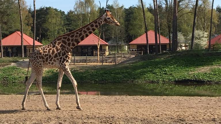 Safari Resort. (Foto: Beekse Bergen)