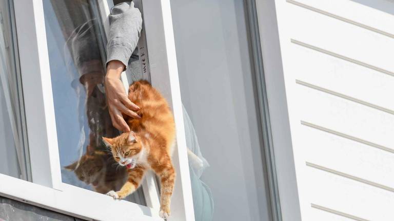 De kat kwam met zijn kont tussen het raam en het kozijn te zitten. (Foto: Dave Hendriks/SQ Vision Mediaprodukties)