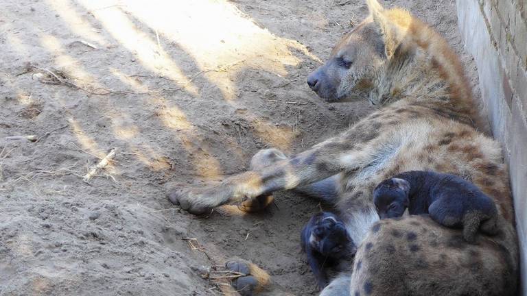 Kaidi en haar pups (Foto: Beekse Bergen)