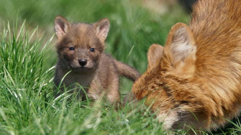 Een van de rode hondenpuppy's. (Foto: Josien de Vries)