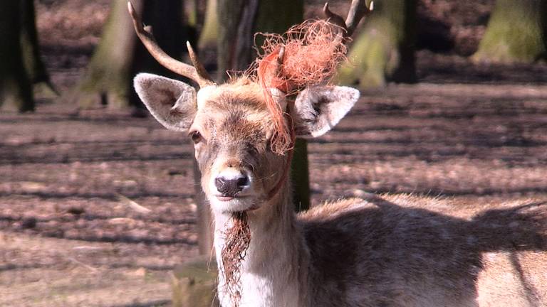 Het hertje dat aan een hek werd gebonden. (Foto: Omroep Brabant).