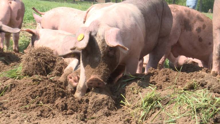 De varkens kunnen eindelijk wroeten in de grond.