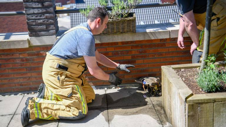 Foto: Dave Hendriks/SQ Vision