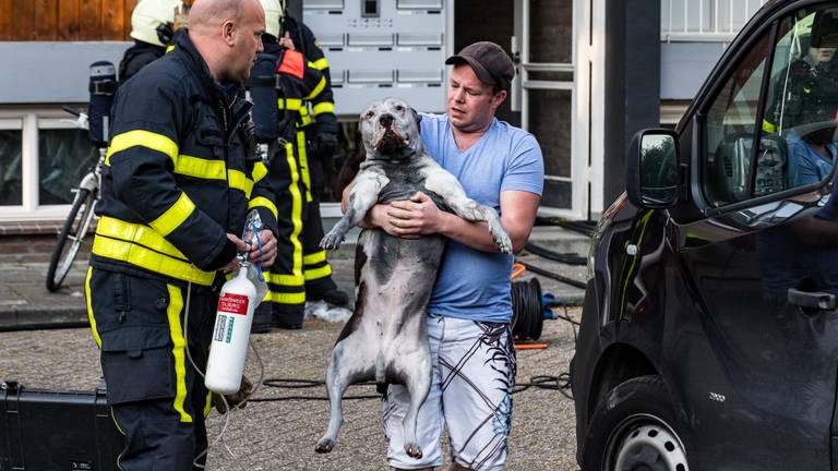 Harko met Nero. (Foto: Jack Brekelmans)