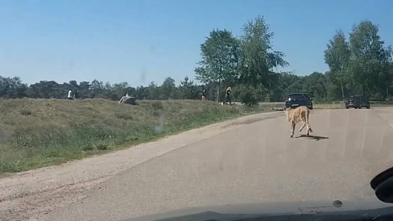 Een jachtluipaard trekt een sprintje in 2018.