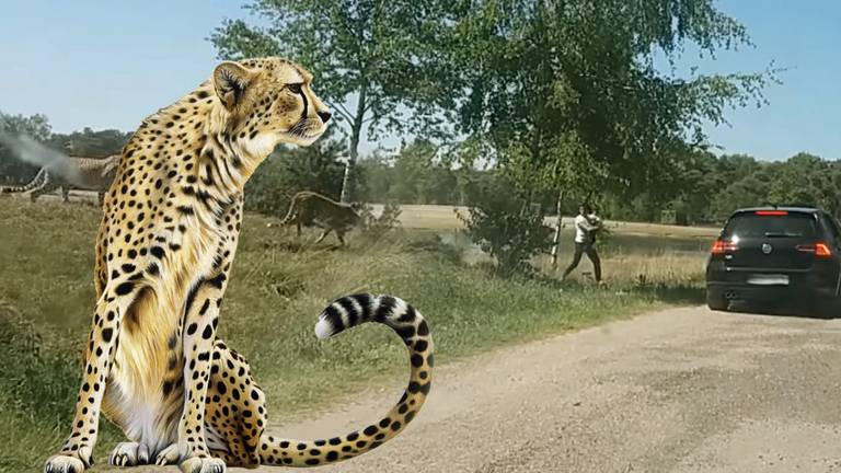 Een Franse familie stapte vorig jaar uit om luipaarden in de Beekse Bergen van dichtbij te zien. (Fotomontage: archief)