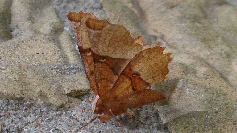 Omroep Brabant