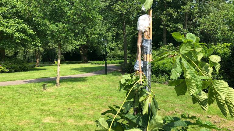 De Anne Frankboom in Waalwijk werd diverse keren aangevallen. (foto: Erik Peeters).