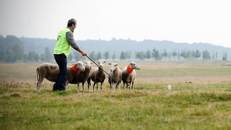 Een schaapherder aan het werk. (Foto: ANP)