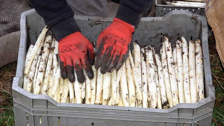 De arbeidsmigranten werden betaald per kilo geoogste asperges (archieffoto: Ben Saanen).