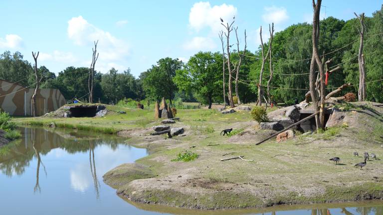 Het nieuwe gorilla-eiland. (foto: Beekse Bergen)