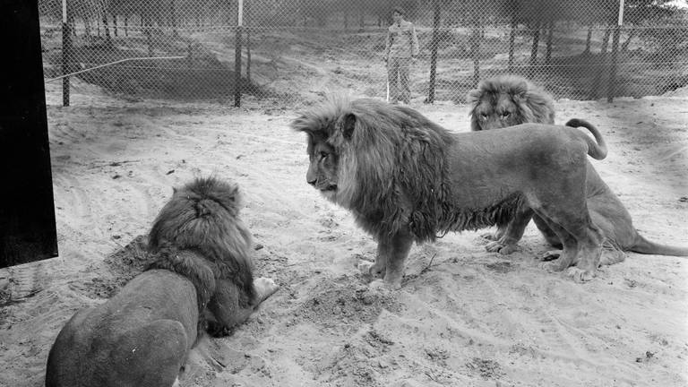 De nieuwe bewoners, daags voor de opening. Achter een hoge afrastering wennen ze aan hun binnenkort vrije omgeving. (Foto: ANP, mei 1968)