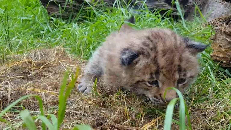 De pasgeboren Lynx. (Foto: Dierenrijk)