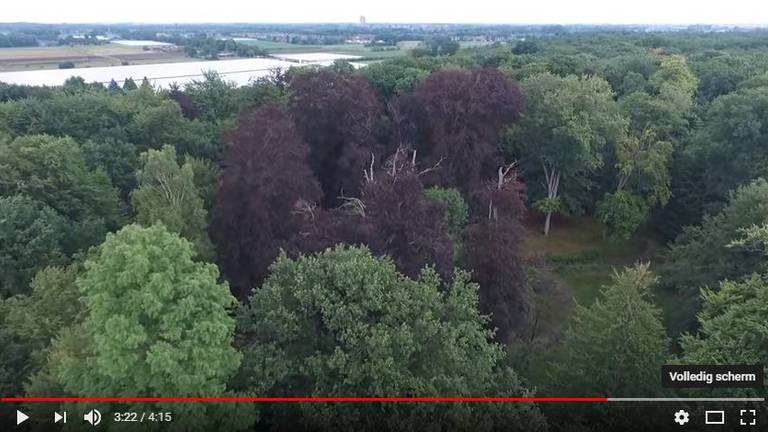 Dronebeelden van het Liesbos in Breda. Foto: YouTube.