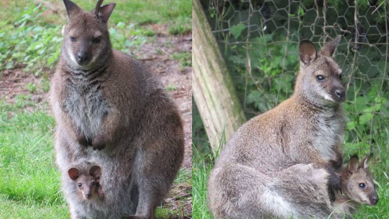 Het gaat goed met de pasgeboren dieren (foto: ZooParc Overloon)