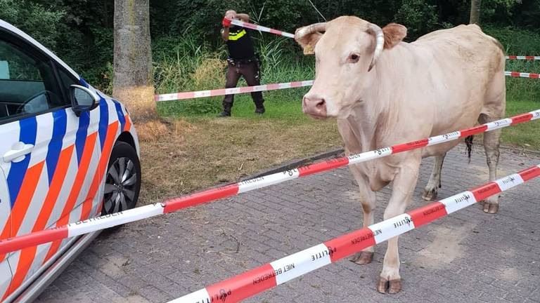 Rachid legt de laatste hand aan een geïmproviseerde omheining. (Foto: Rachid al Kahja).