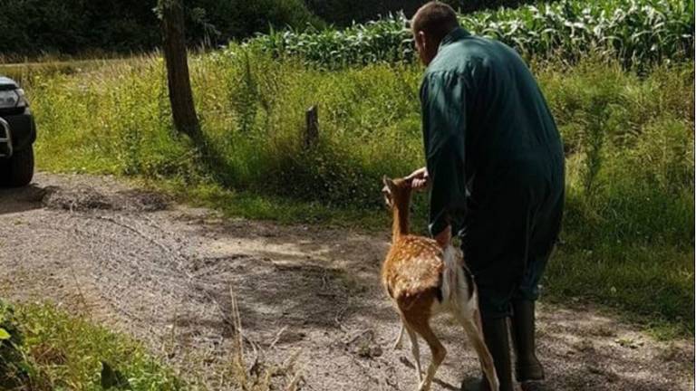 Twee hertjes werden gevangen. (Foto: Danny van Schijndel)