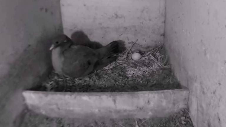 Webcam: Vogelbescherming Nederland