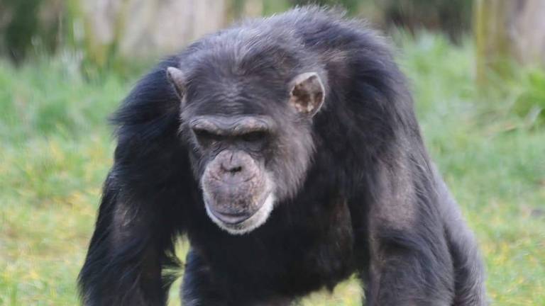 Chimpansee Dirk overleed na een stoeipartij. (Foto: Facebook Dierenrijk)