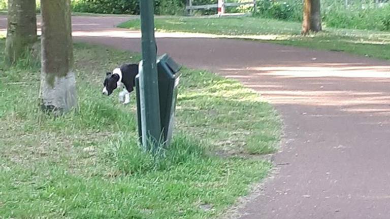 Buurtbewoners hebben de loslopende hond op de foto gezet. Foto: Facebook.