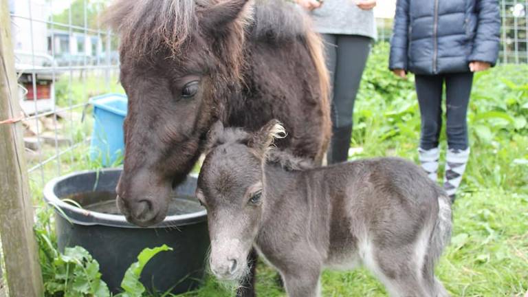 Pebbles en Roosje zijn volgens de eigenaresse gestolen. (Foto: Monique Vorstenbosch)