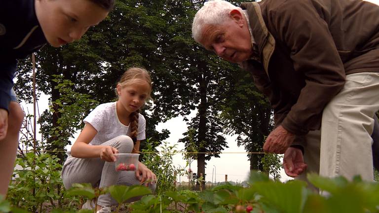 Bewoners met alzheimer werken in nieuwe moestuin van zorgcentrum Park Vossenberg in Kaatsheuvel