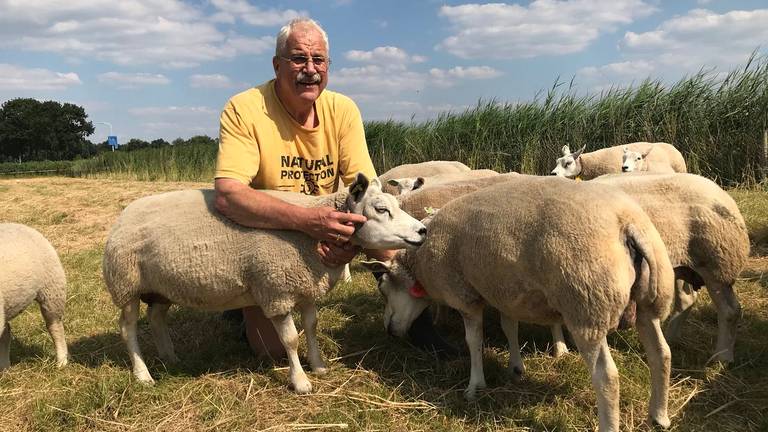 Hobbyboer Sjaak en zijn schapen. (foto: Raymond Merkx)