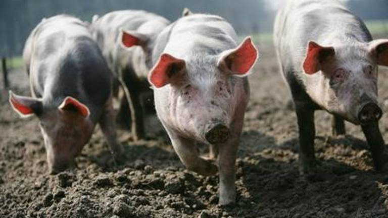 Varkens veroorzaken te veel overlast (foto: rechtbank Den Bosch).