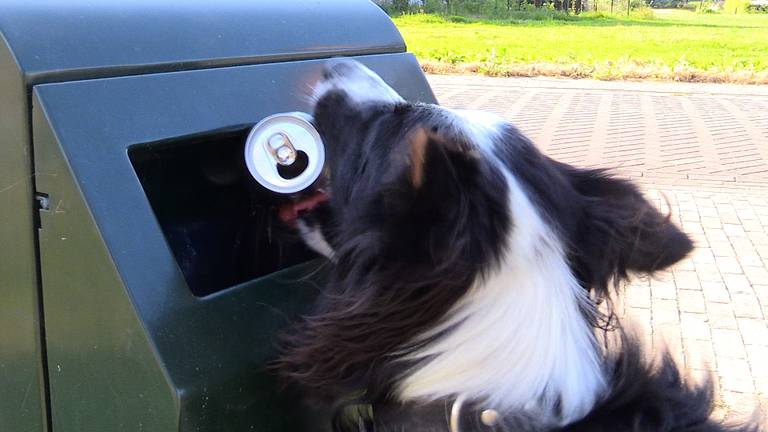 Border Collie Buddy ruimt blikjes en andere rommel op