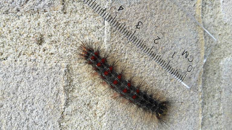 Stuifmail 1 juli: dennenpijlstaart, urntjeswesp, stadsreus ...