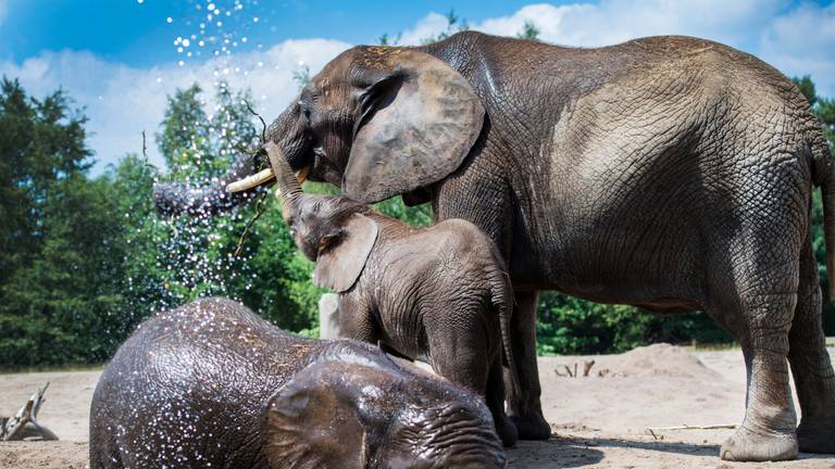 Dieren zoeken verkoeling in Safaripark Beekse Bergen. (Foto: ANP.)