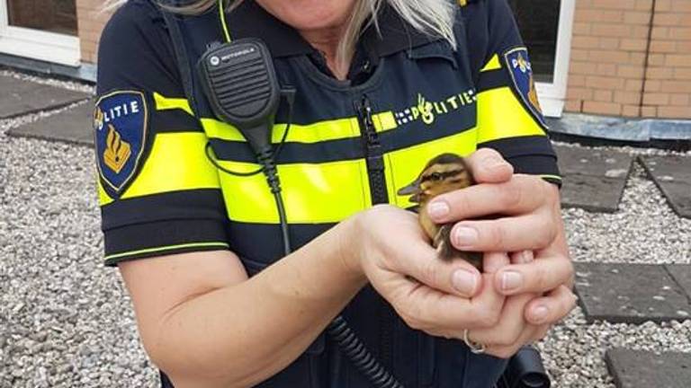 Politie Eindhoven redt eendjes van dak Heuvelgalerie (Foto: politie)