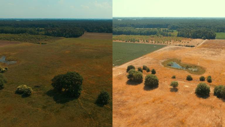 Het gebied voor (links) en na de droogte (foto: Marcel Pijpers)