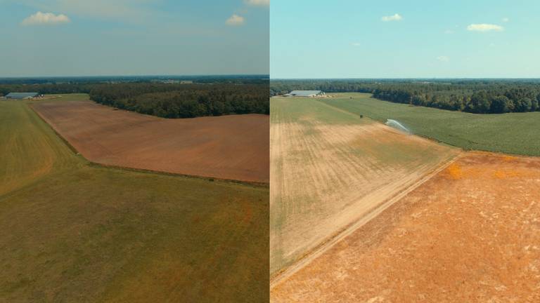 De droogte heeft al veel schade aangericht. (foto: Marcel Pijpers).